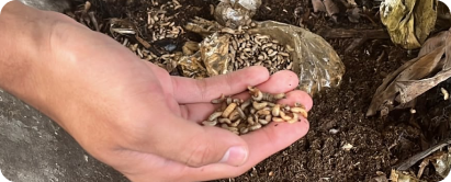 Budidaya maggot di Ranca Berseka